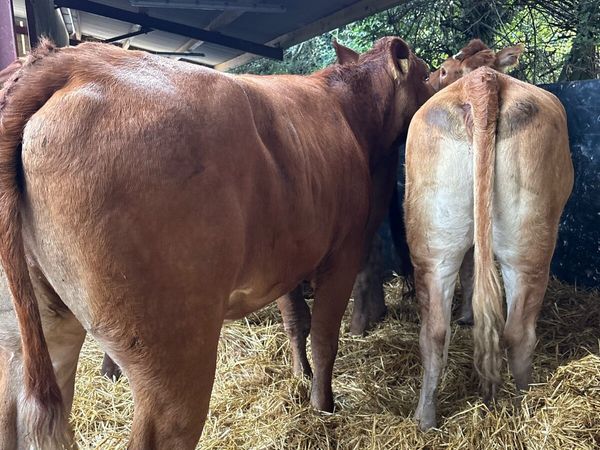 3 super suckler bred breeding heifers 🔥🔥🔥 - Main image