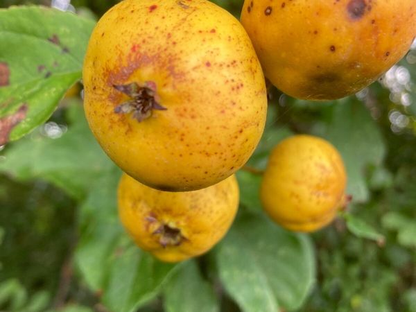 Freshly Pressed Apple Juice, organic apples - Main image