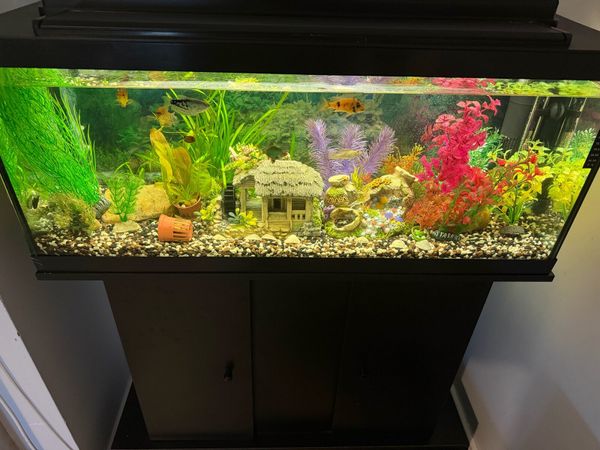 Aquarium - Main image