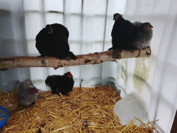Pekin pullets - Main image