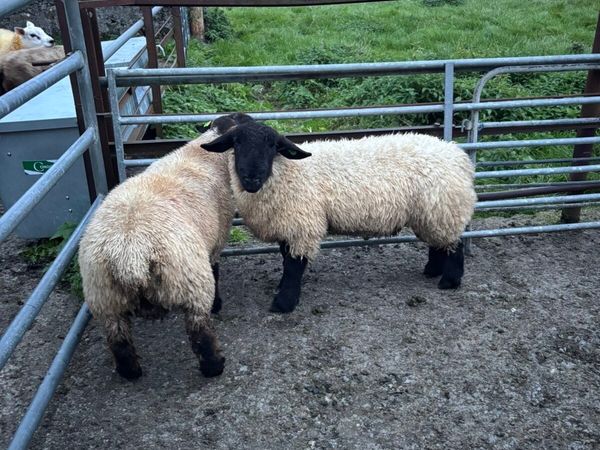 Ram lambs - Main image