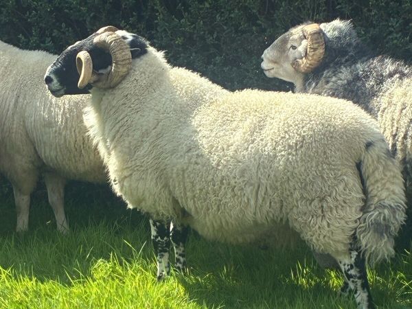 Scotch ram - Main image