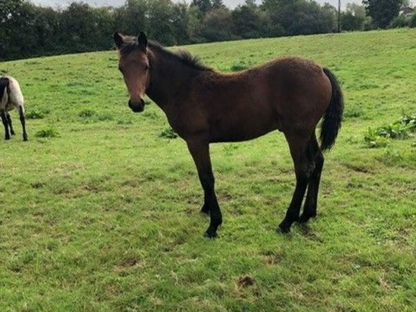 Connemara Colt Foal - Main image
