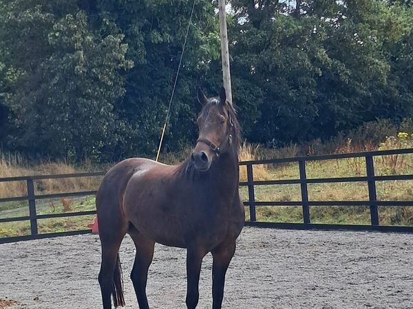 3 YR OLD ARDCOLUM DUKE FILLY - Main image