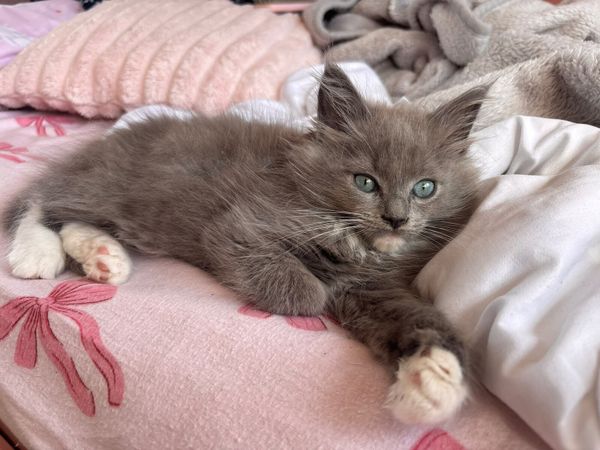 Blue Ragcoon available 💙 Stunning boy😍😍😍 - Main image