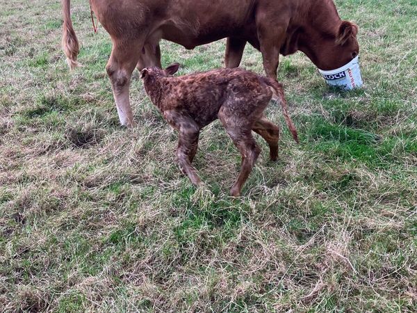 Incalf Heifers for sale - Main image