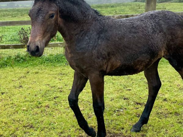 Registered Connemara filly foal - Main image