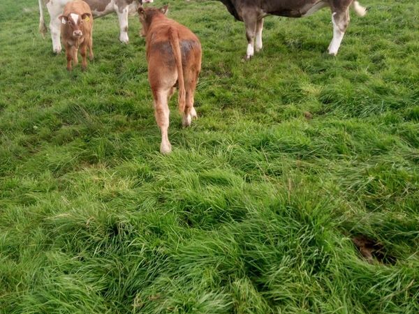 19 simmental first calves - Main image