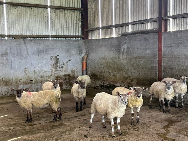 Ewe Lambs - Main image