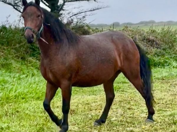 Registered 3 year old Connemara filly - Main image