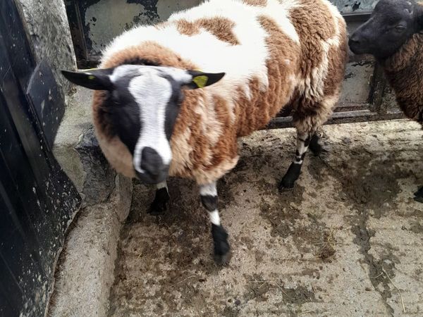 Ram lambs..DS and hybrid - Main image