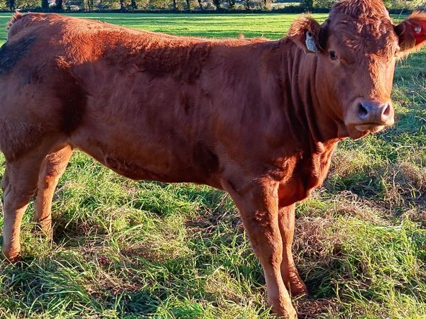 10 top quality heifers - Main image
