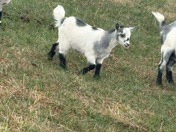 Pygmy goat kids - Main image