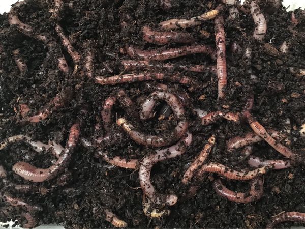 Worms 250g - Excess Stock €15 Delivered - Main image