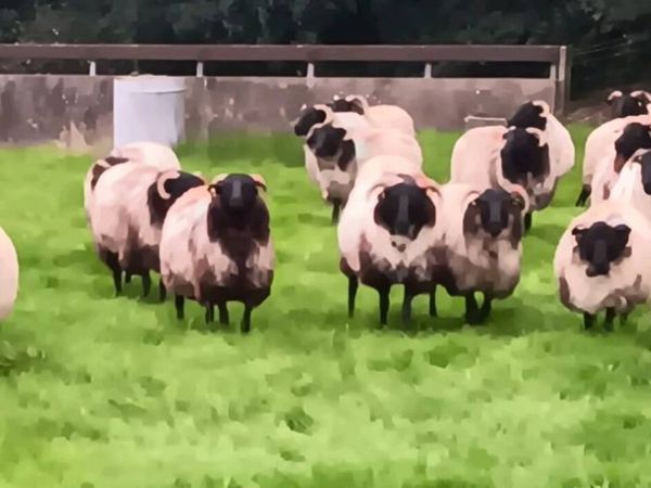 Mayo Hoggets - Main image