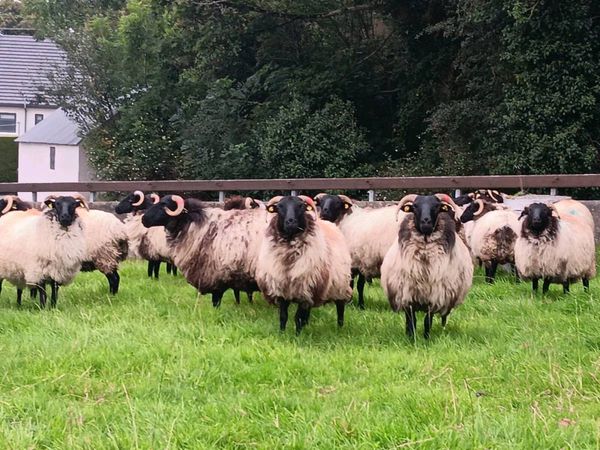 Mayo Hoggets - Main image