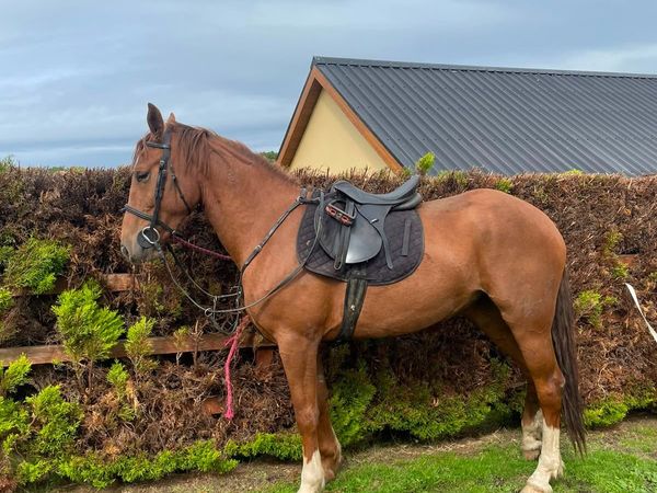 3 year old riding mare - Main image