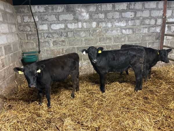 3 AA weanling hefiers - Main image