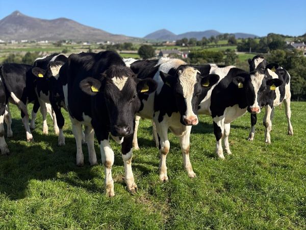Friesian bullocks - Main image
