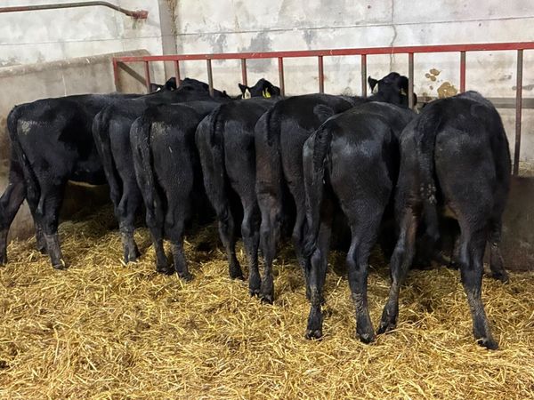 REAL PROPER AA BUCKET FED HEIFER WEANLINGS - Main image