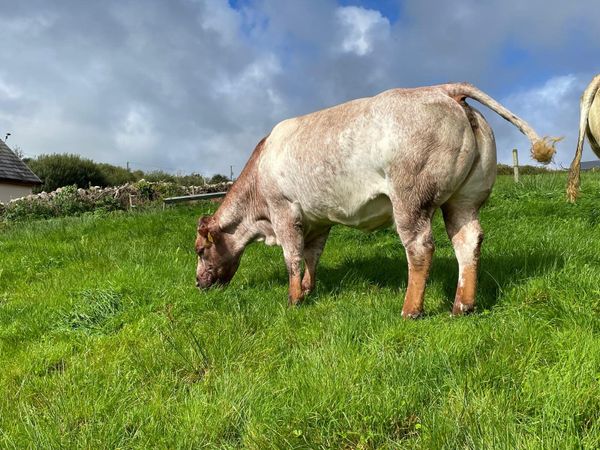 Ai Roan cow - Main image