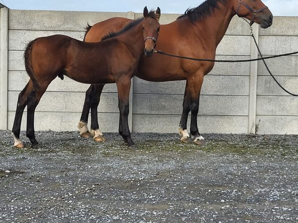 ⭐️Tyson X Baloubet Du Rouet Colt⭐️ - Main image