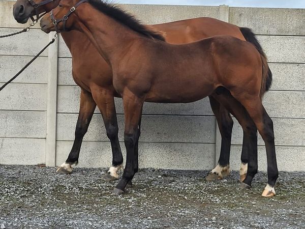 ⭐️Tyson X Baloubet Du Rouet Colt⭐️ - Main image
