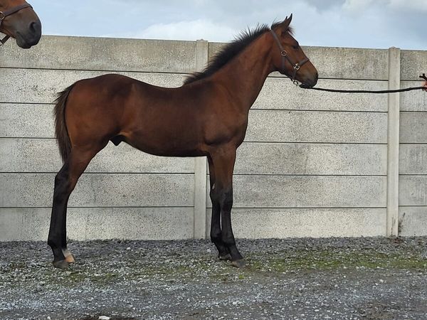 ⭐️Tyson X Baloubet Du Rouet Colt⭐️ - Main image