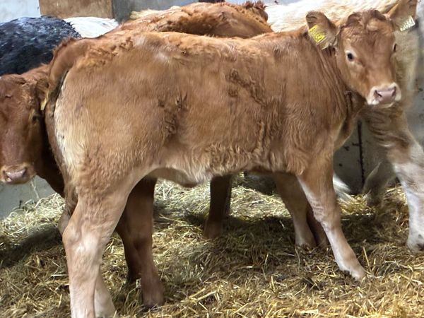 Super 250Kg CH LIM Heifer Weanlings - Main image