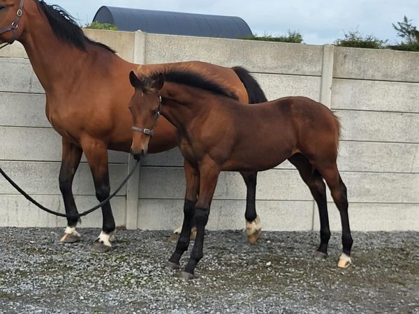 ⭐️Tyson X Baloubet Du Rouet Colt⭐️ - Main image