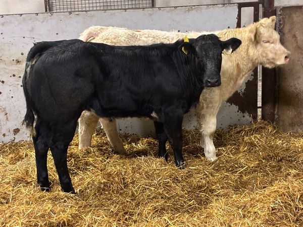 Super U+ CH & LIM Show Heifers - Main image