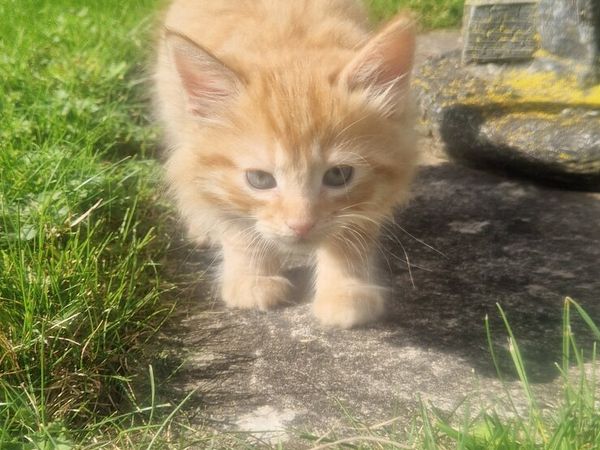 4 Fluffy Kittens - Main image