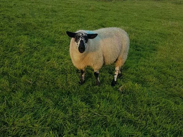 Brockie ram lamb - Main image