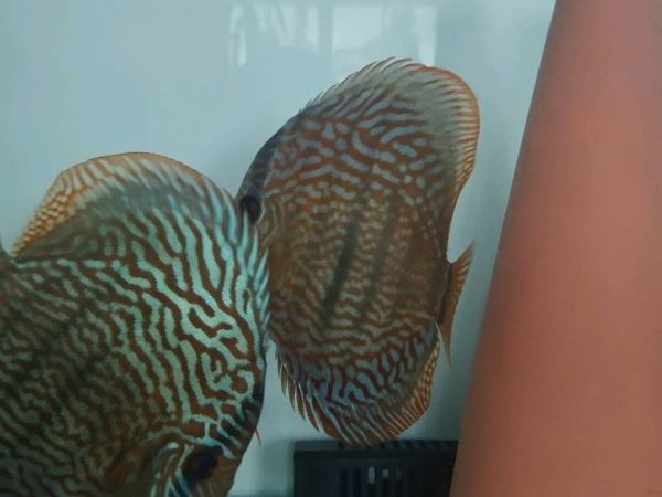 Red turkus german  breeding pair for sale - Main image