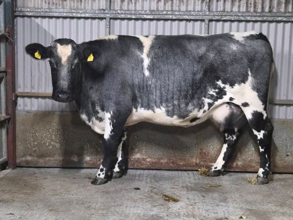 Foster Cow - Main image