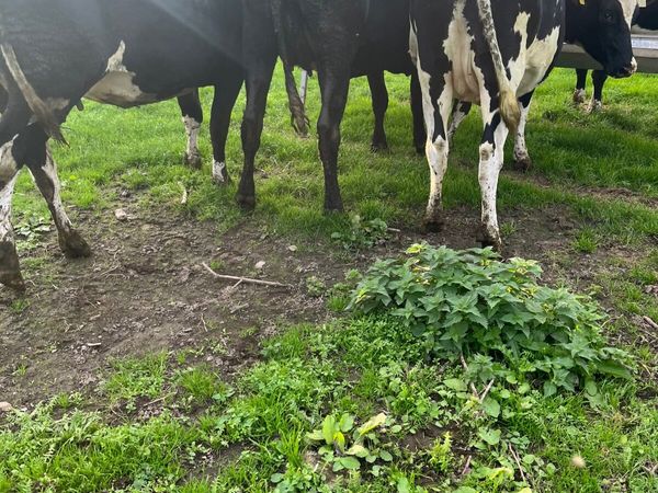 Fr heifers - Main image