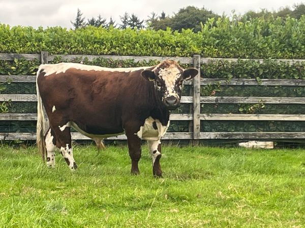 Irish moiled bull - Main image