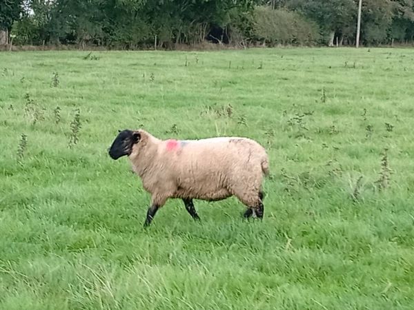 Ewe lambs - Main image