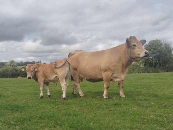 Aubrac heifers for sale - Main image