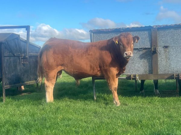 PB Reg Bull Weanling - Main image