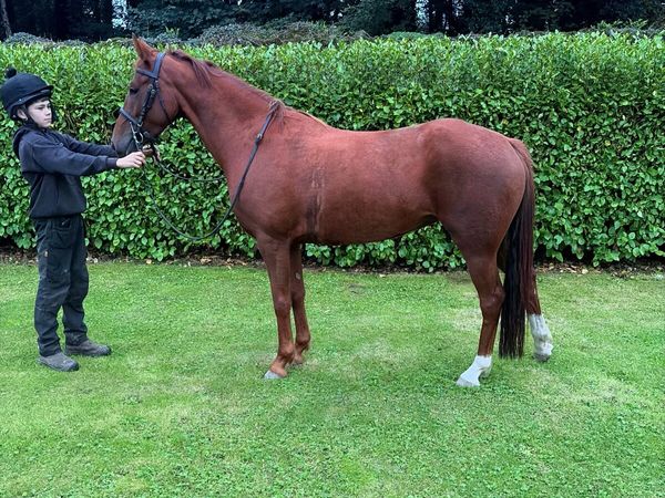 14.2hh Pony - Main image