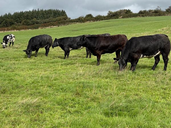 Incalf heifers - Main image