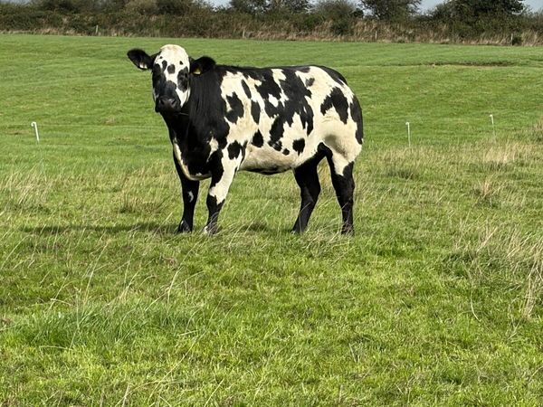Incalf heifers - Main image
