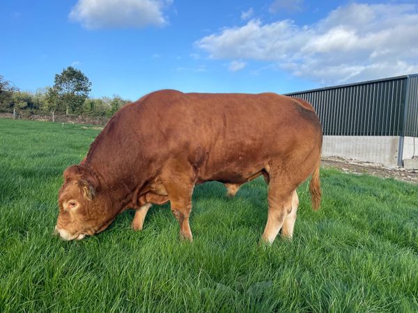 Purebred Limousine Bull - Main image