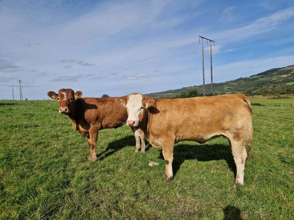 Breeding Heifers - Main image