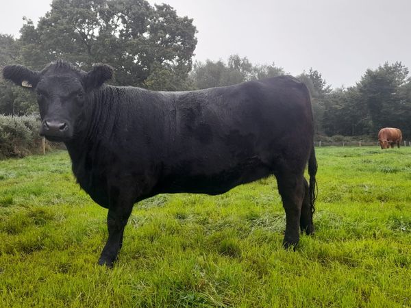 Pedigree Angus Heifer - Main image