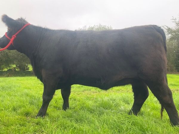 Pedigree Angus Heifer - Main image
