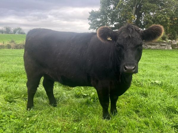 Pedigree Angus Heifer - Main image