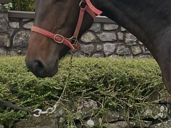3yr old Irish Draught Gelding - Main image