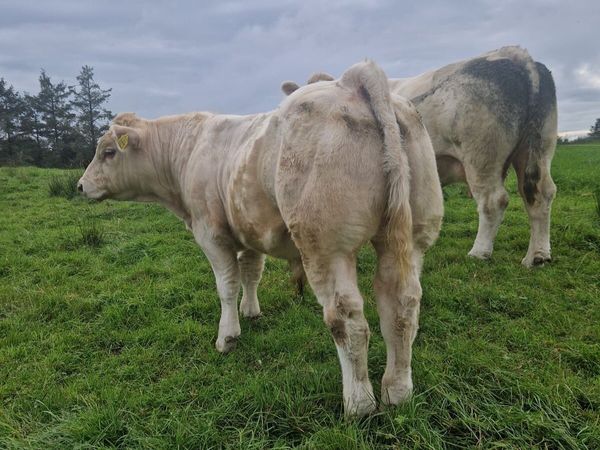 PBR CH - Ballinasloe Mart Saturday - Main image